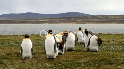 Group of King Penguins