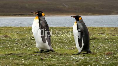 King Penguins stroling around