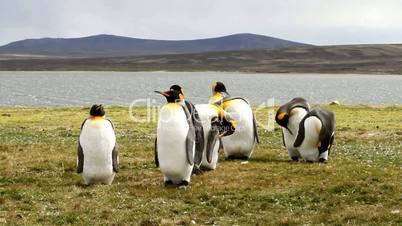 small colony of king penguins
