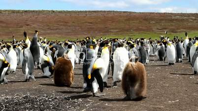 colony of king penguins with two chicks