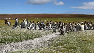 king penguins are moulting