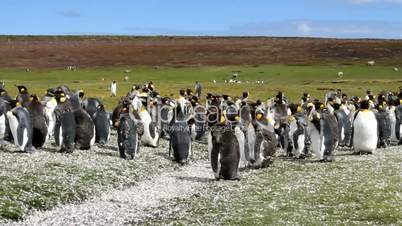 colony of young king penguins