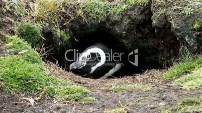 magellanic penguin is nesting