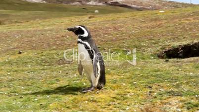 magellanic penguin is running away