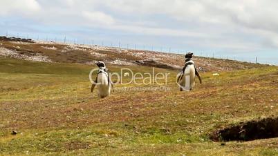 two magellanic penguins coming home