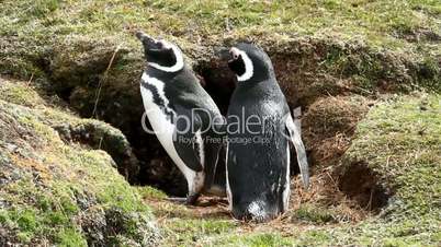 two magellanic penguins in front of their nest
