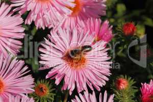 Blühende Aster