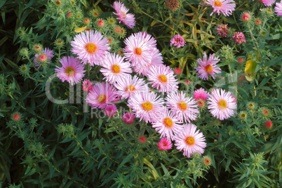 Blühende Aster