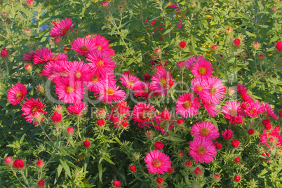 Blühende Aster