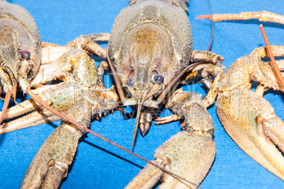 Boiled crayfish beer snack .