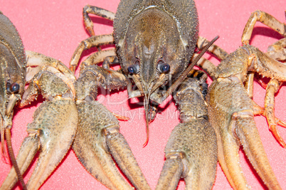 Boiled crayfish beer snack .