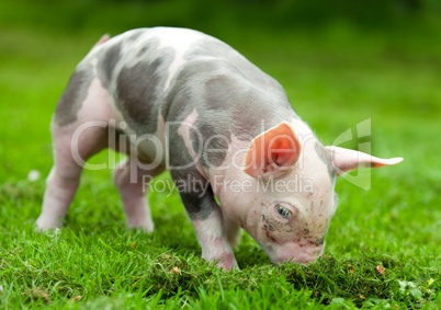 young pig on a green grass