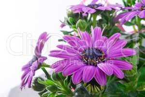 violet daisies