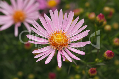 Blühende Aster