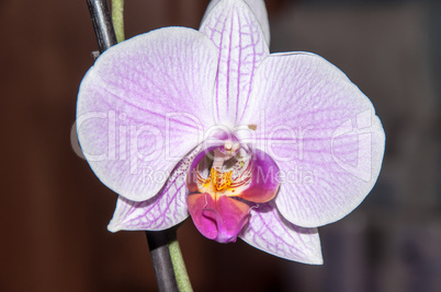 Orchid flowers