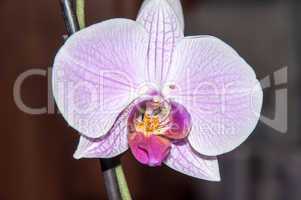 Orchid flowers