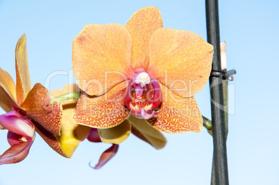 Orchid flowers