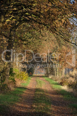 allee im herbst