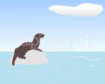 otter auf fels im wasser