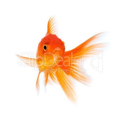 goldfish