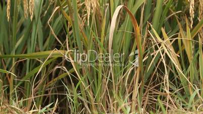 golden mature paddy rice - tilt up