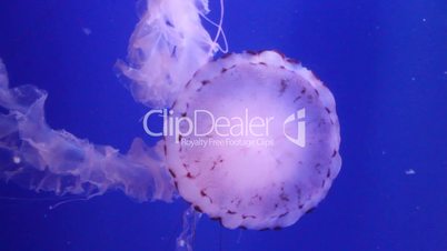 Beautiful Jellyfish (Chrysaora fuscescens)