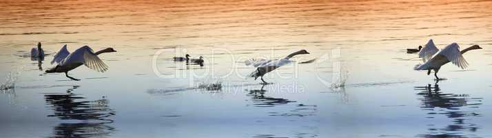 Schwäne hintereinander im Flug über dem See im Abendlicht