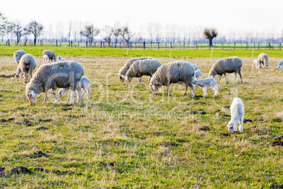 schafe und lÃ¤mmer, sheeps and lambs