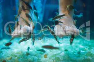 fish spa pedicure wellness skin care treatment