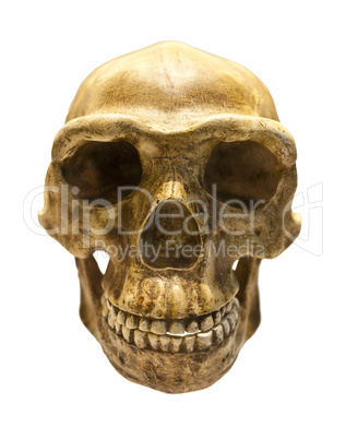 Fossil skull of Homo Antecessor