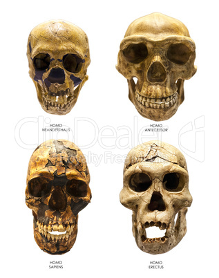 Fossil skull of Homo Erectus, Homo Sapiens, Homo Neanderthalis and Homo Antecessor