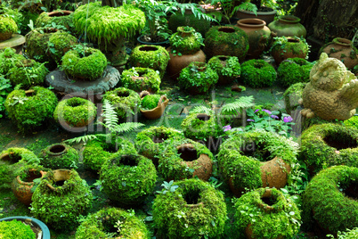 flower pots covered with moss
