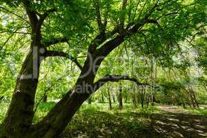 maple tree at spring