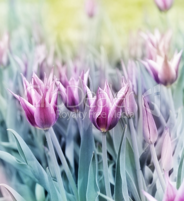 tulips