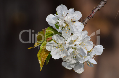 blooming cherry twig