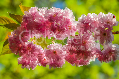 wreath of sakura flowers