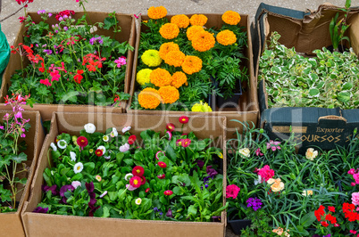 various flowers seedlings