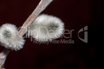 Willow sprigs to bloom for Easter