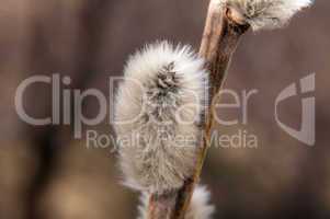 Willow sprigs to bloom for Easter