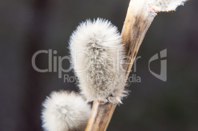 Willow sprigs to bloom for Easter