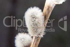 Willow sprigs to bloom for Easter