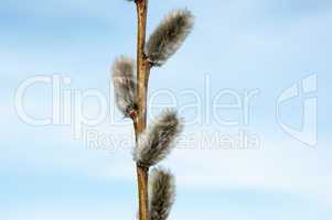 Willow sprigs to bloom for Easter