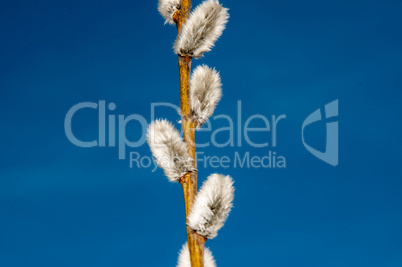 Willow sprigs to bloom for Easter