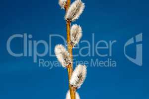 Willow sprigs to bloom for Easter