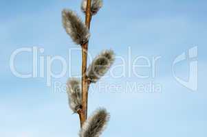 Willow sprigs to bloom for Easter