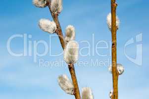 Willow sprigs to bloom for Easter