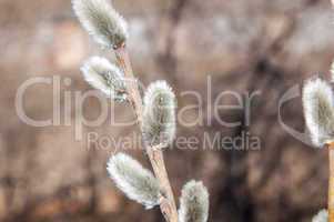 Willow sprigs to bloom for Easter