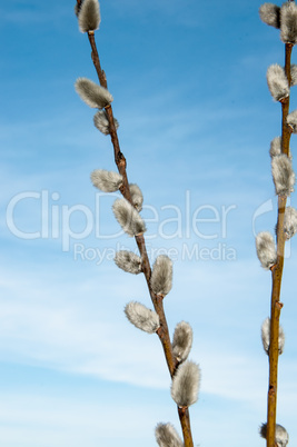 Willow sprigs to bloom for Easter