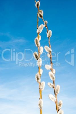 Willow sprigs to bloom for Easter