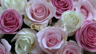 Pink and cream color UK roses arranged in a huge pot.(ROSE--1)